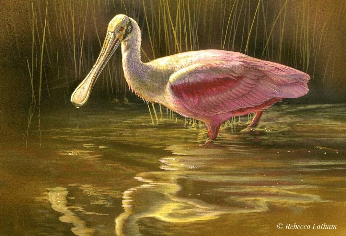 The Variety of Wildlife in Merritt Island National Wildlife Refuge