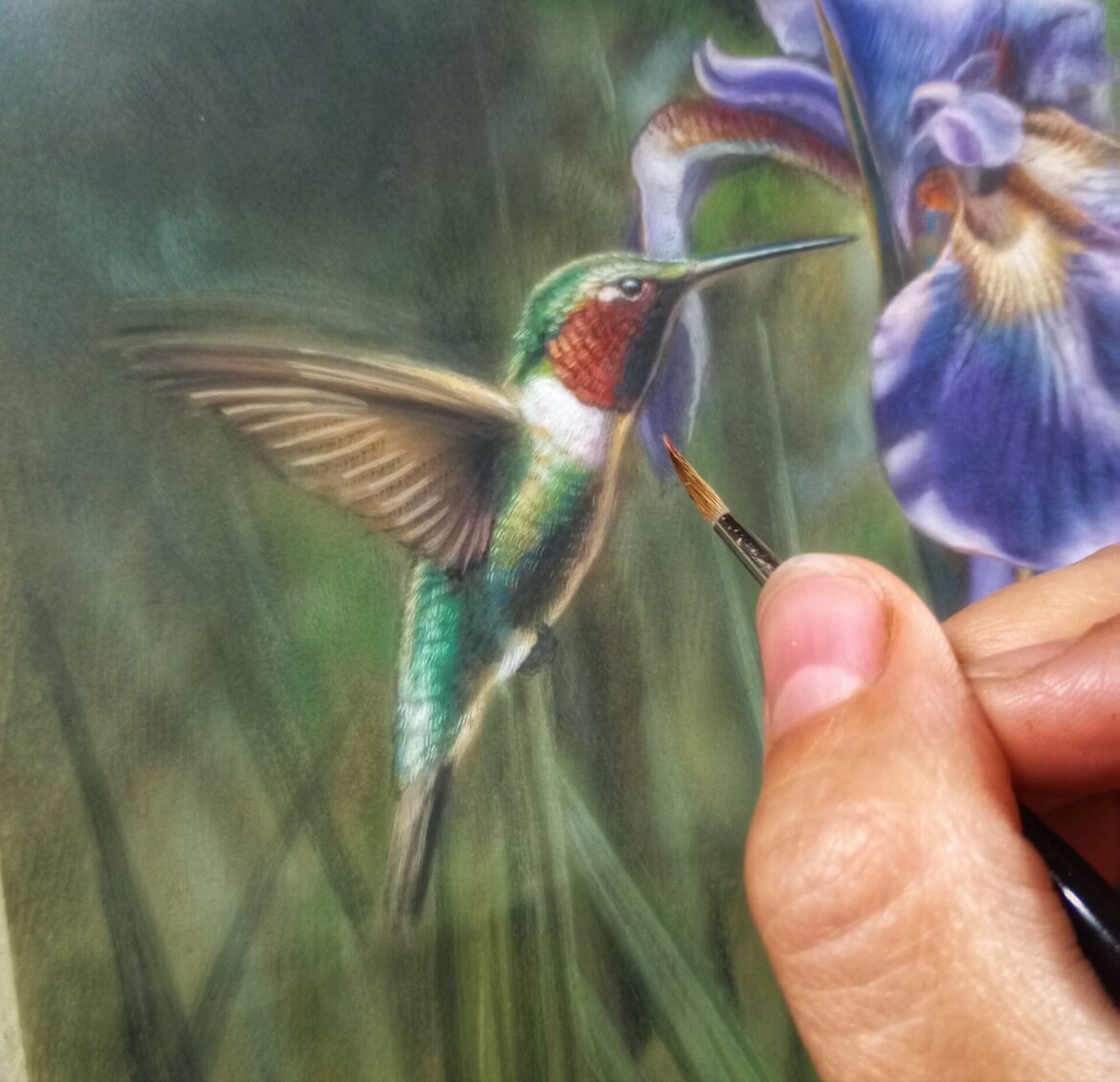 Ruby-throated Hummingbird, Rebecca Latham, Opaque & transparent watercolor on museum board