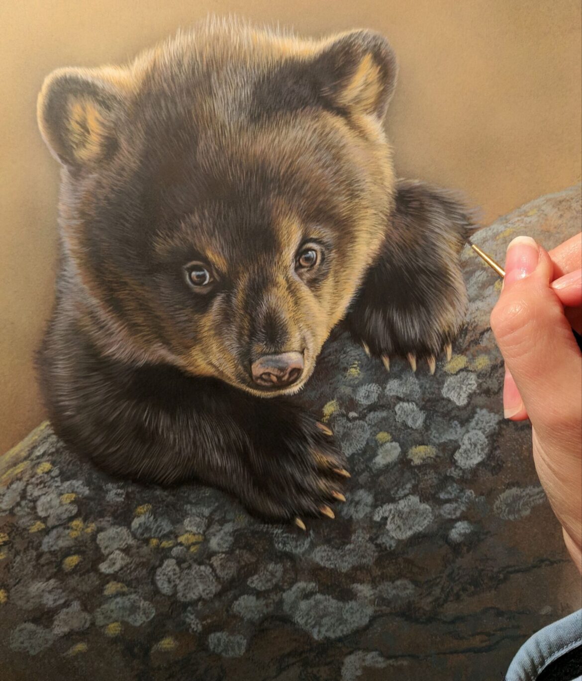 Black Bear Cub, Rebecca Latham, Opaque & transparent watercolor on museum board