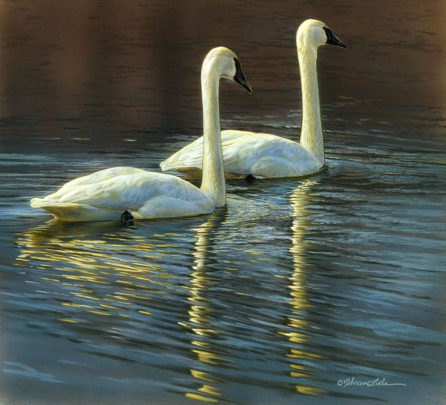 Tundra Swan Migration Along Wisconsin’s Flyway: A Painter’s Inspiration