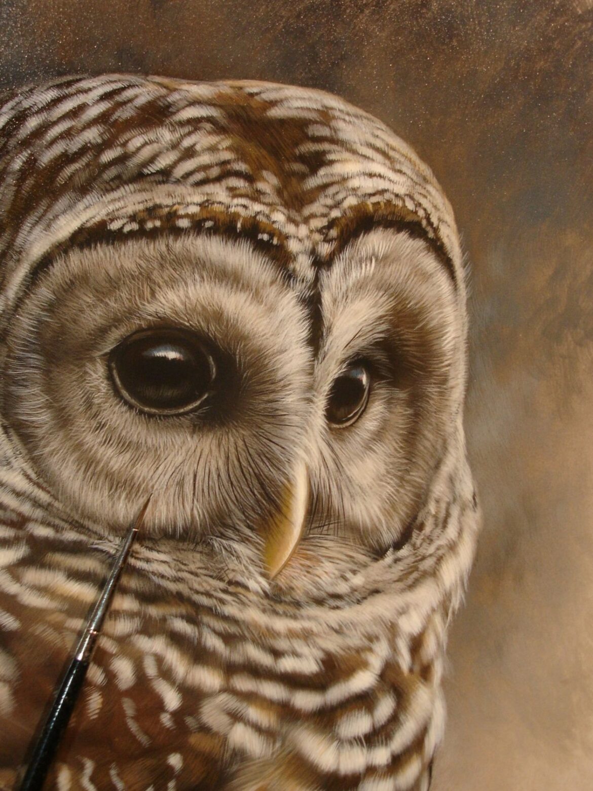 Barred Owls in the Saint Croix River Valley: A Season of Growth