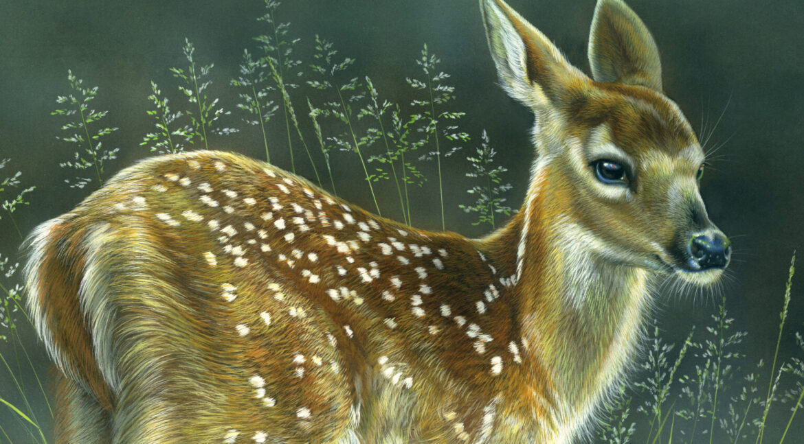 Untamed Splendor: The Journey Unfolds