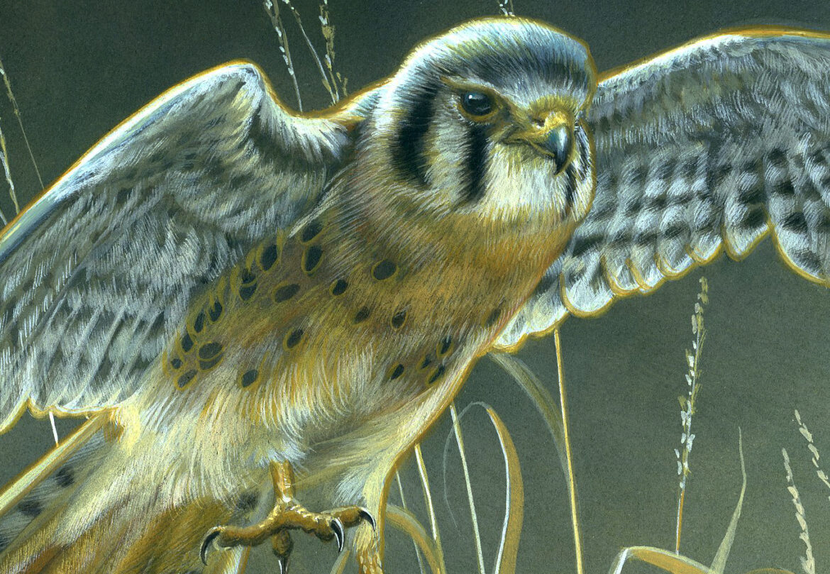 Untamed Splendor: Midway Reflections