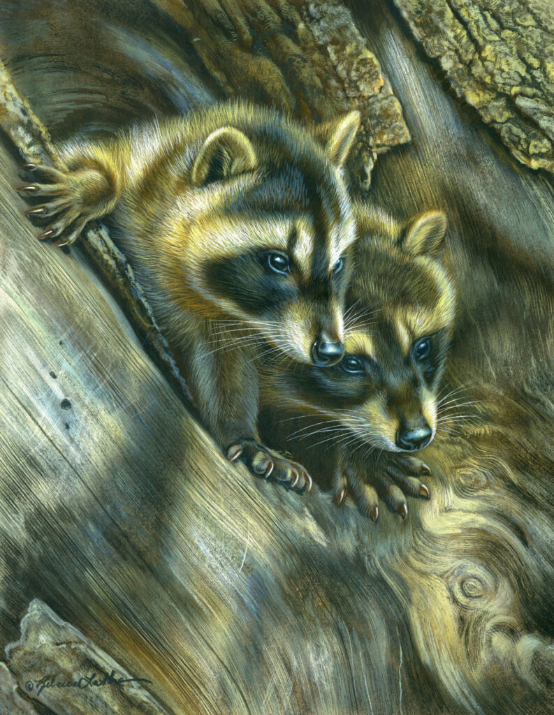 Curious Companions - Raccoon Kits, 11" x 14", Opaque & transparent watercolor on museum board, Rebecca Latham