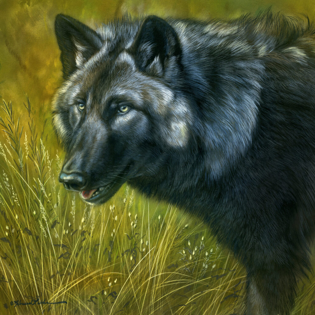 Ebony & Amber - Black Wolf, 14”x14”, Opaque & transparent watercolor on museum board, Rebecca Latham