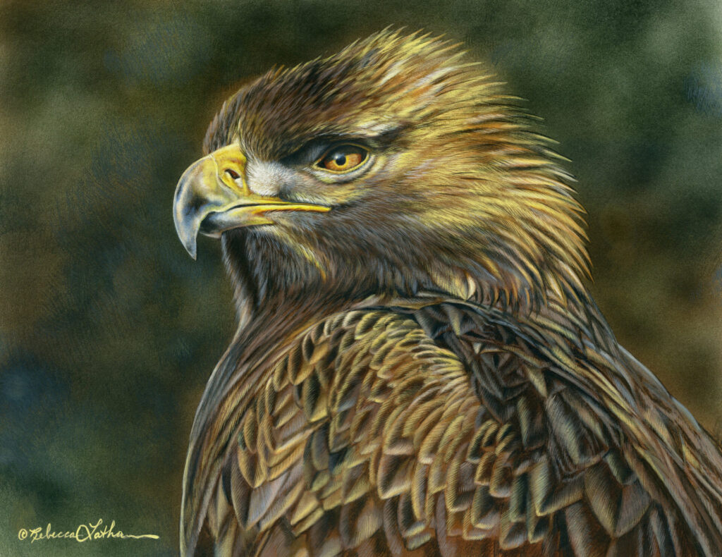 Golden Vigil - Golden Eagle, 11”x14”, Opaque & transparent watercolor on museum board, Rebecca Latham