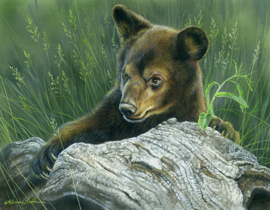 Inquisitive Explorer - Bear Cub, 16" x 13" Opaque & transparent watercolor on museum board, Rebecca Latham