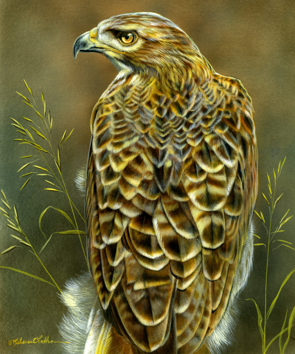 Lord Of The Grassland - Red Tail Hawk, Opaque & transparent watercolor on museum board, 10" x 12", Rebecca Latham