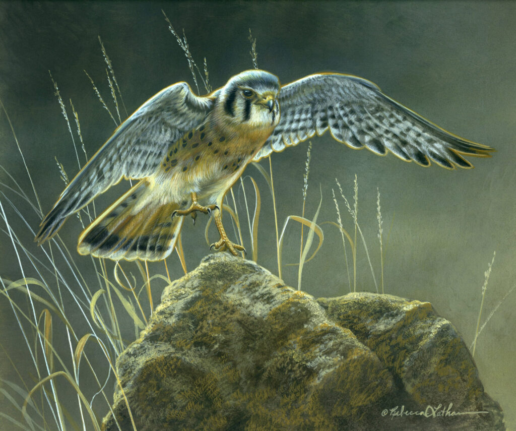 Sunlit Arrival - American Kestrel, 8”x10”, Opaque & transparent watercolor on museum board, Rebecca Latham