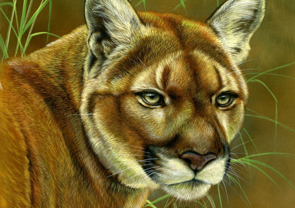 Wild Solitude - Mountain Lion, Opaque & transparent watercolor on museum board, 13in x 10in, Rebecca Latham