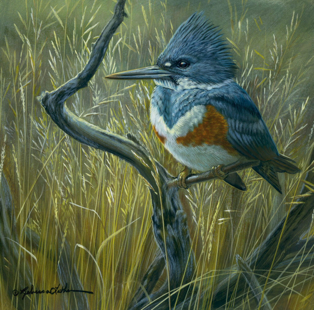 Bankside Fishing - Kingfisher, Opaque & transparent watercolor on museum board, 9.5”x9.5”, Rebecca Latham