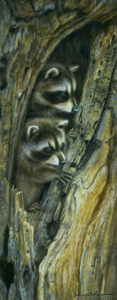 Hollow Hideaway Raccoon kits, Opaque & transparent watercolor on museum board, 8”x20”, Rebecca Latham