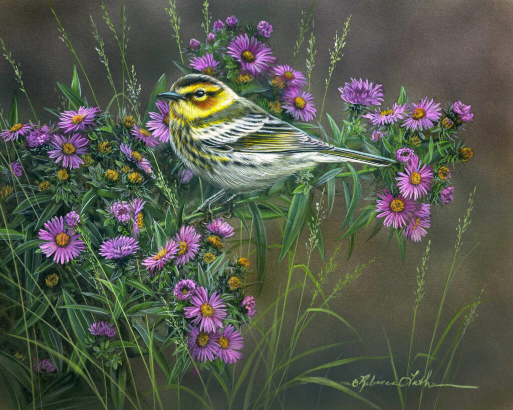 Plum & Gold - Cape May Warbler & New England Asters, 8”x10”, Opaque & transparent watercolor on museum board, Rebecca Latham