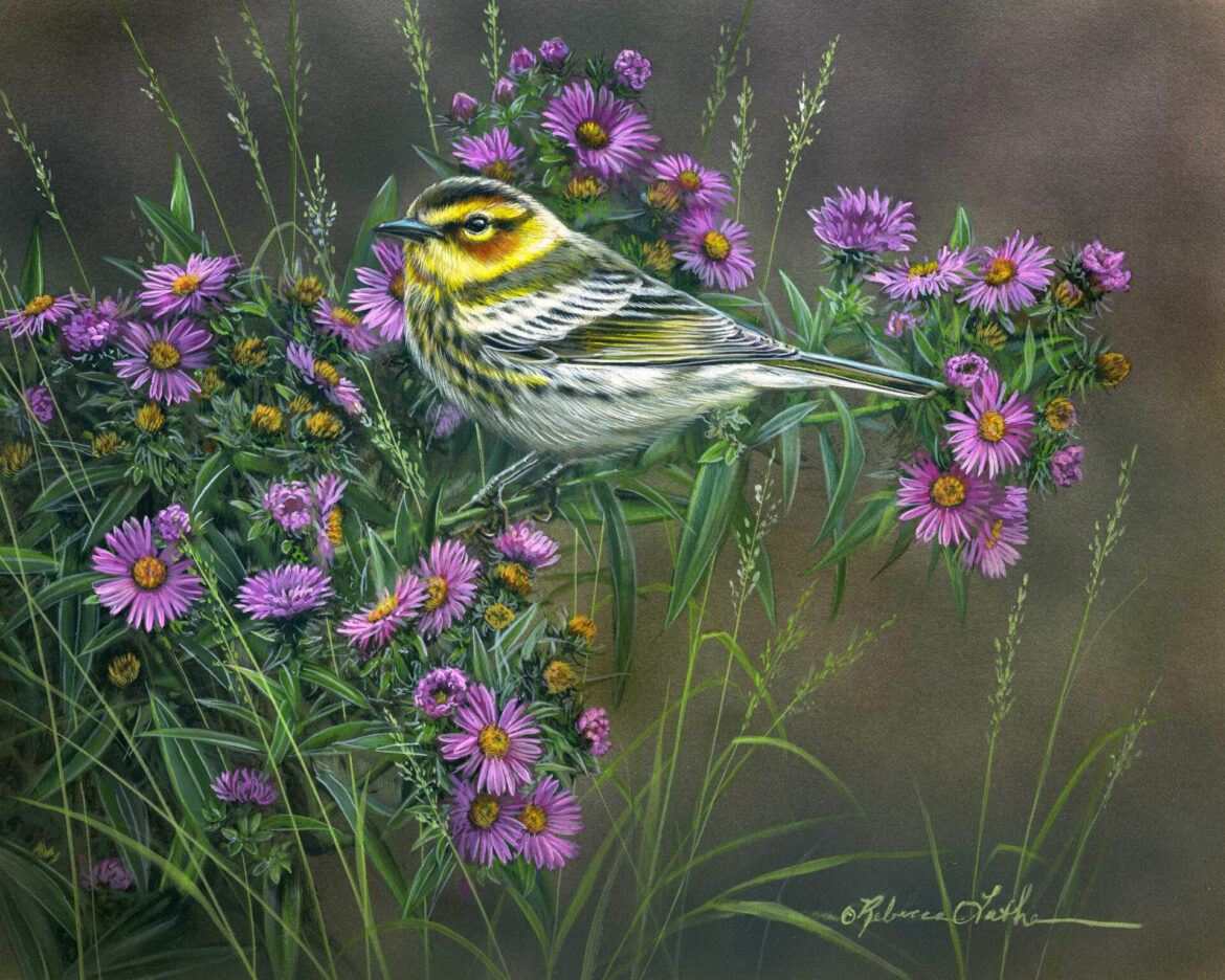 Plum & Gold - Cape May Warbler & New England Asters, 8”x10”, Opaque & transparent watercolor on museum board, Rebecca Latham