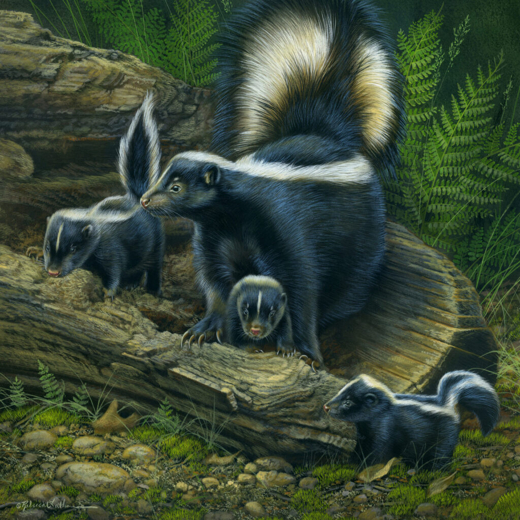 Serene Curiosity - Skunk Family, Opaque & transparent watercolor on museum board, 13.5”x13.5”, Rebecca Latham