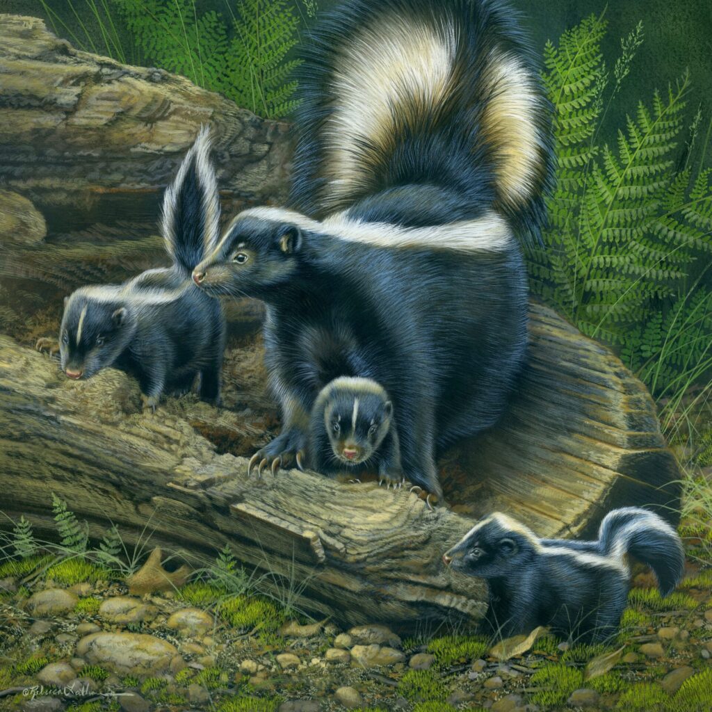 Serene Curiosity - Skunk Family, Opaque & transparent watercolor on museum board, 13.5”x13.5”, Rebecca Latham