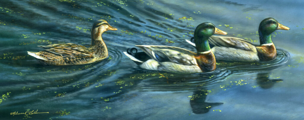Soft Currents - Mallards, 7.5x19.5 Opaque & transparent watercolor on museum board, Rebecca Latham