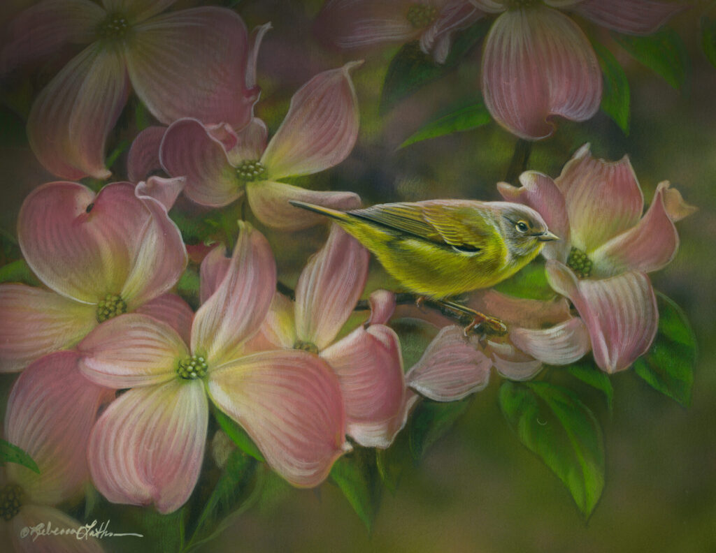 Spring Harmony Nashville Warbler, Opaque & transparent watercolor on museum board, 8x10, Rebecca Latham