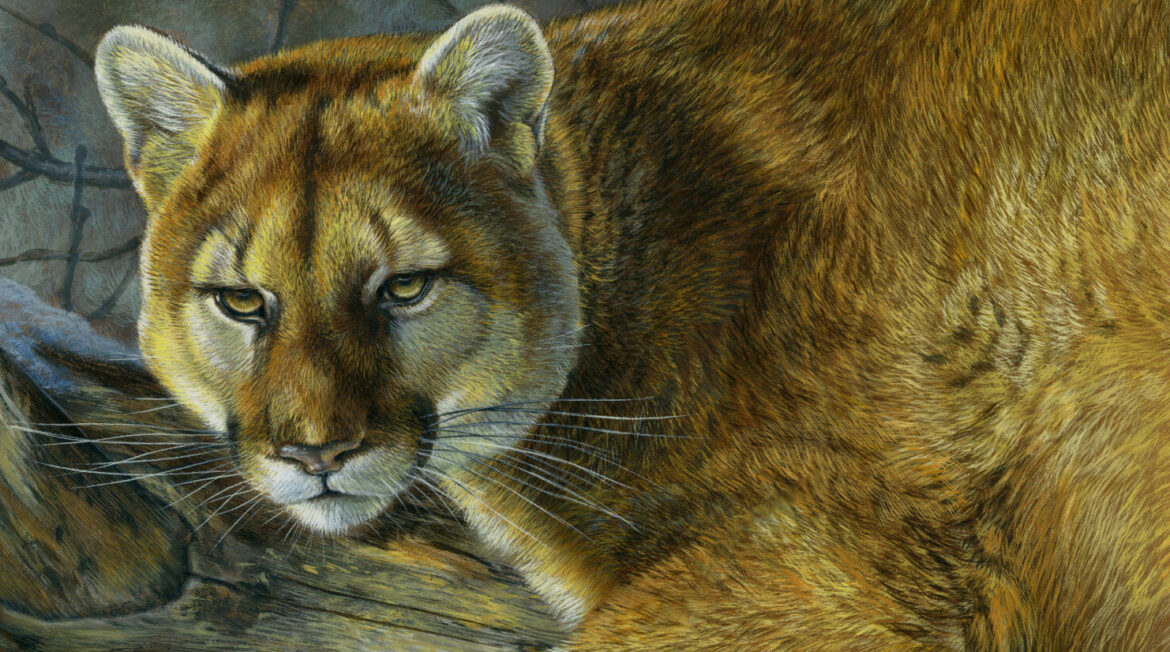 Untamed Splendor: Celebrating the Closing Chapters