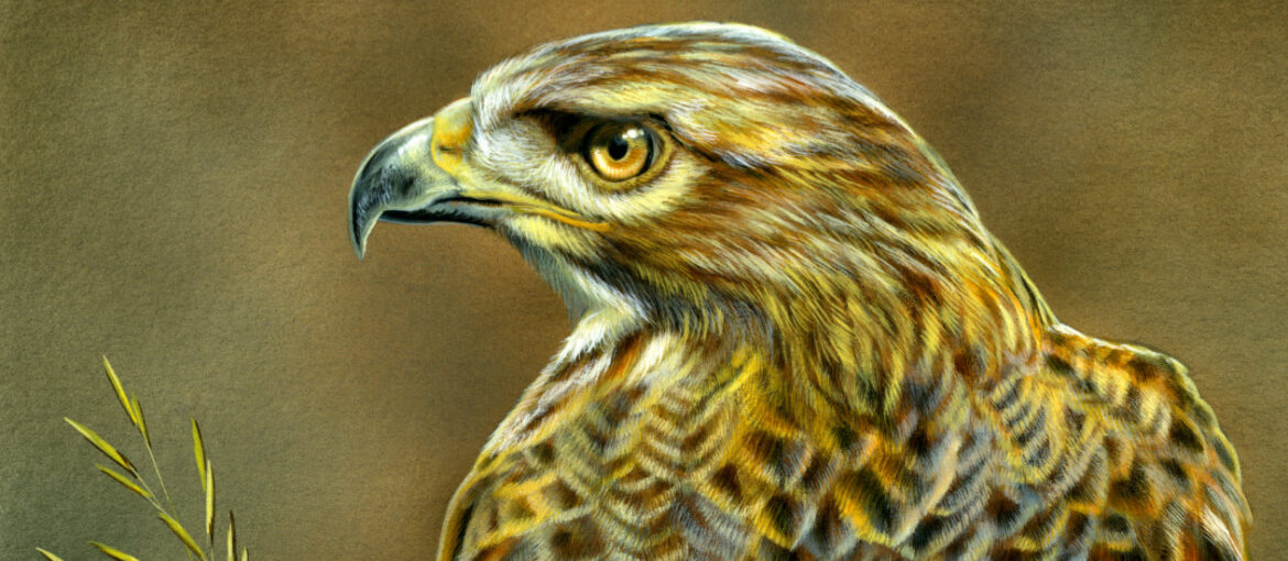 Brushstrokes for Wildlife: A Red-tailed Hawk Painting