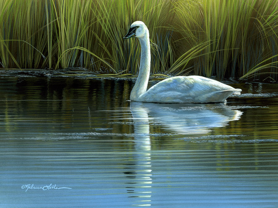 In the Presence of Wild Grace: Honoring Art and Conservation