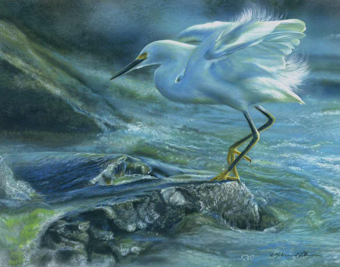 Surf and Stone – Snowy Egret Accepted into the 49th Southern Watercolor Society Exhibition