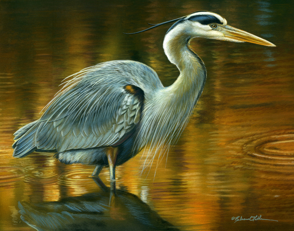 Visions: AAPL – “Stillness in Amber Light – Great Blue Heron”