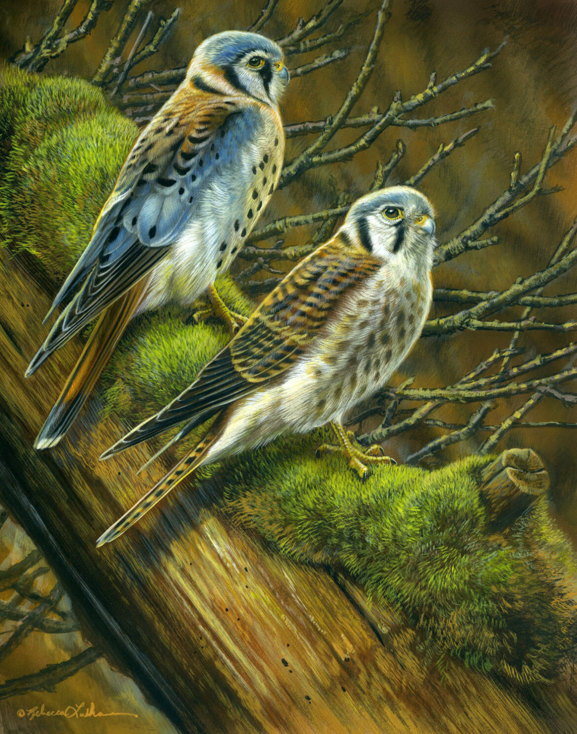 Spokane Watercolor Society National Exhibition: Timeless Refuge – American Kestrels