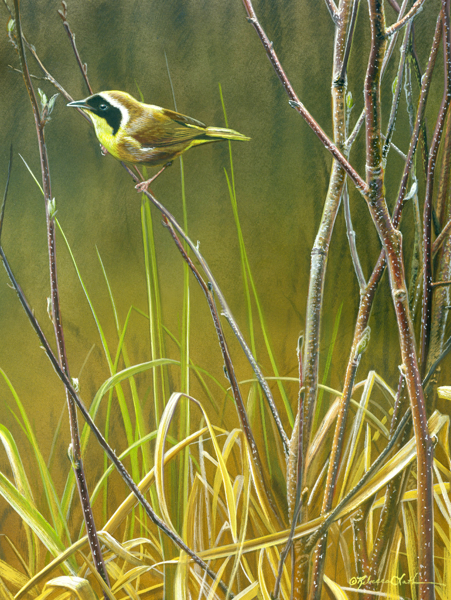 Visions: AAPL – “Enchanted Dawn – Yellowthroat Warbler“