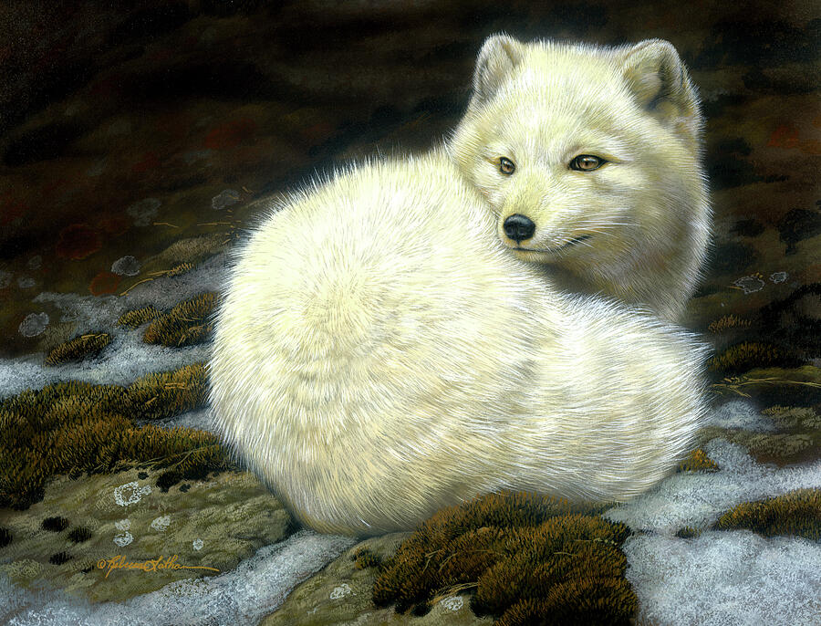 Arctic Vigilance - Arctic Fox, 8”x10”, Opaque & transparent watercolor on museum board, Rebecca Latham
