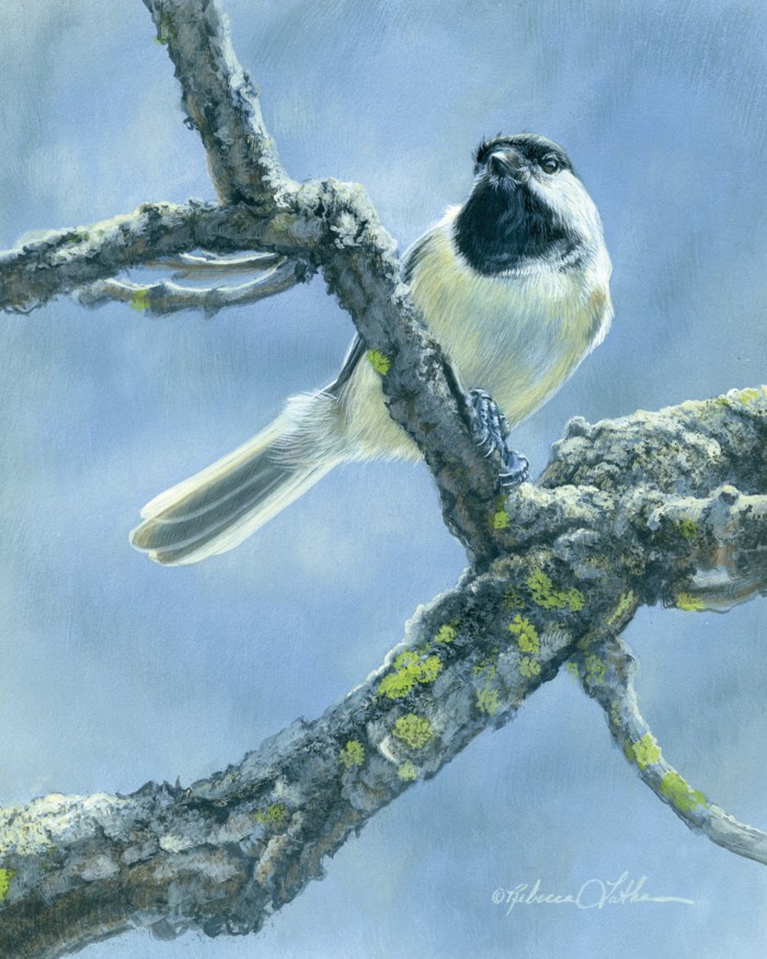 Blue Radiance – Black Capped Chickadee, 5.5”x7”, Opaque and Transparent Watercolor on Museum Board, Rebecca Latham