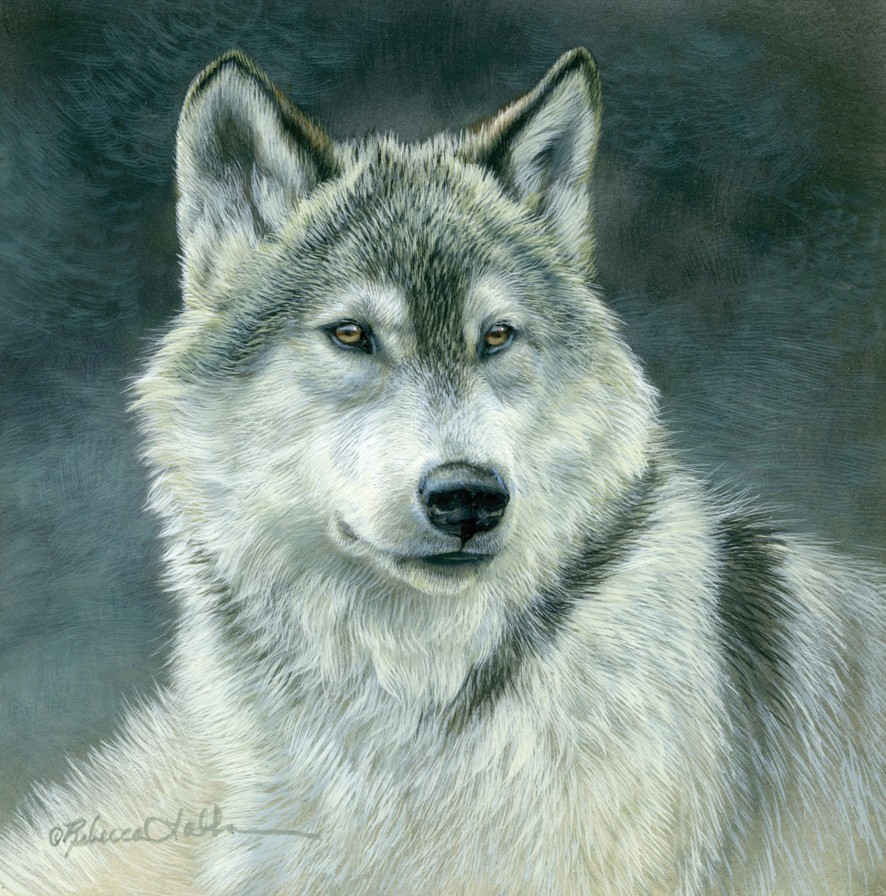 Luminous Stillness – Wolf, 5.75"x5.75", Opaque and Transparent Watercolor on Museum Board, Rebecca Latham