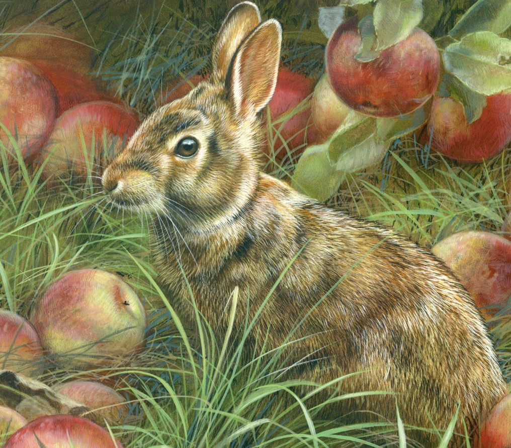 Gentle Forager – Cottontail, 8x10, Opaque and Transparent Watercolor on Museum Board, Rebecca Latham