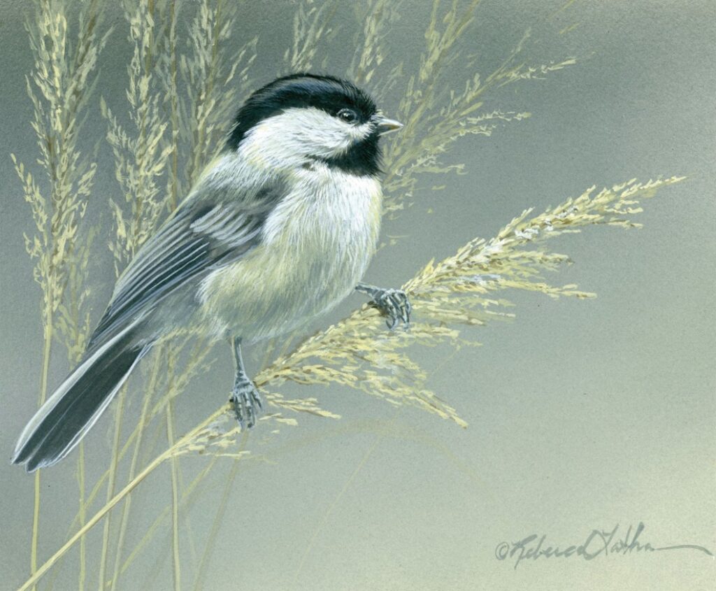 Stillness of Silver Haze – Black Capped Chickadee, 7"x5", Opaque and Transparent Watercolor on Museum Board, Rebecca Latham