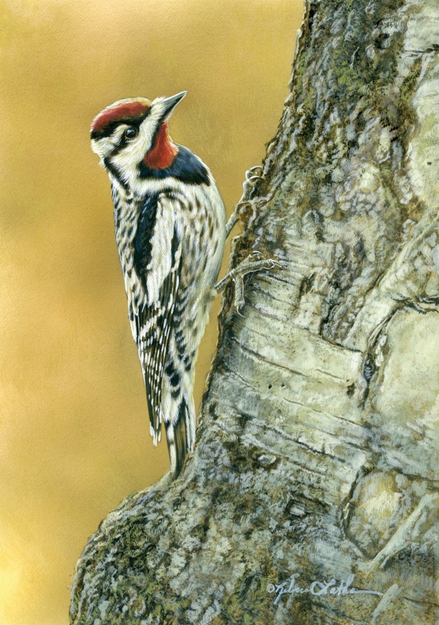 Backlit in Gold – Sapsucker, 6"x8", Opaque and Transparent Watercolor on Museum Board, Rebecca Latham