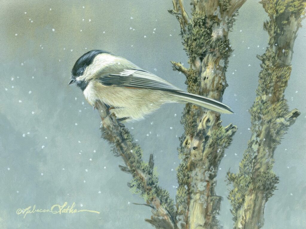 Snowlight Visitor – Black-capped Chickadee, 8"x6", Opaque and Transparent Watercolor on Museum Board, Rebecca Latham