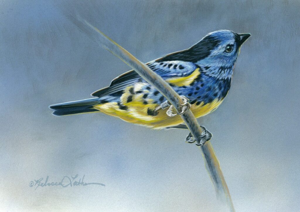 Gentle Perch – Turquoise Tanager, 7"x5", Opaque and Transparent Watercolor on Museum Board, Rebecca Latham