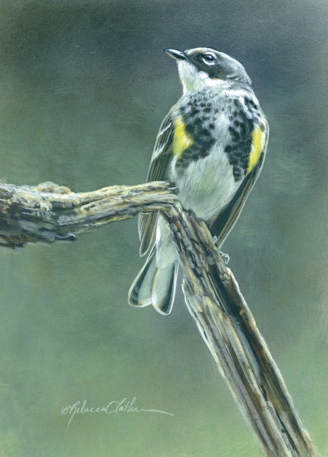 Forest Rimlight – Yellow Rumped Warbler, 5.25"x7.25", Opaque and Transparent Watercolor on Museum Board, Rebecca Latham