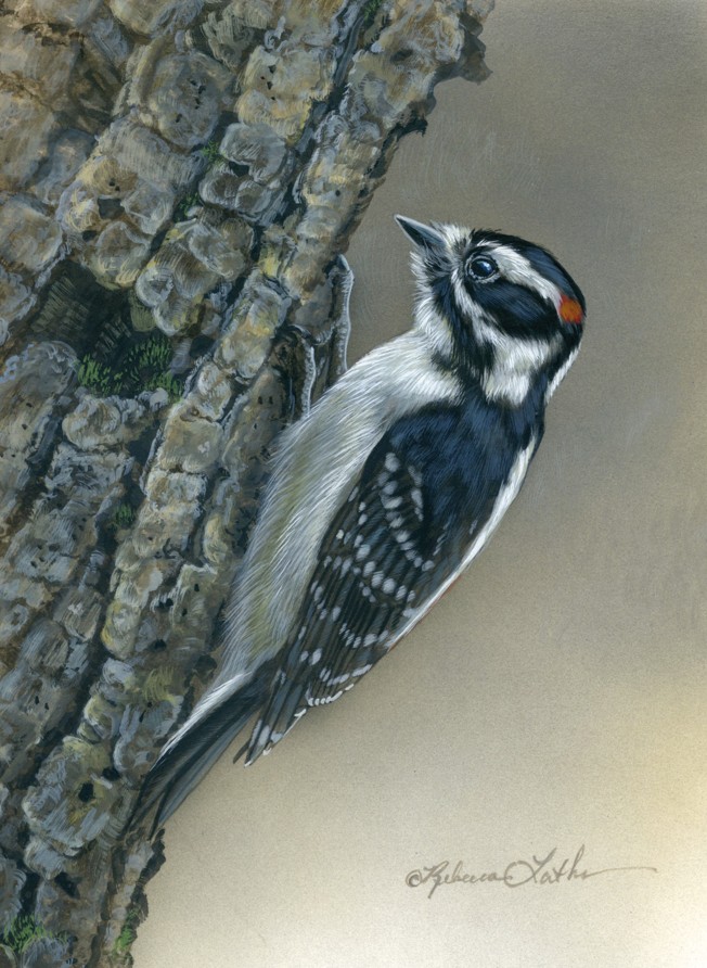 Muted Drummer - Downy Woodpecker, 5.25”x7.25”, Opaque and Transparent Watercolor on Museum Board, Rebecca Latham
