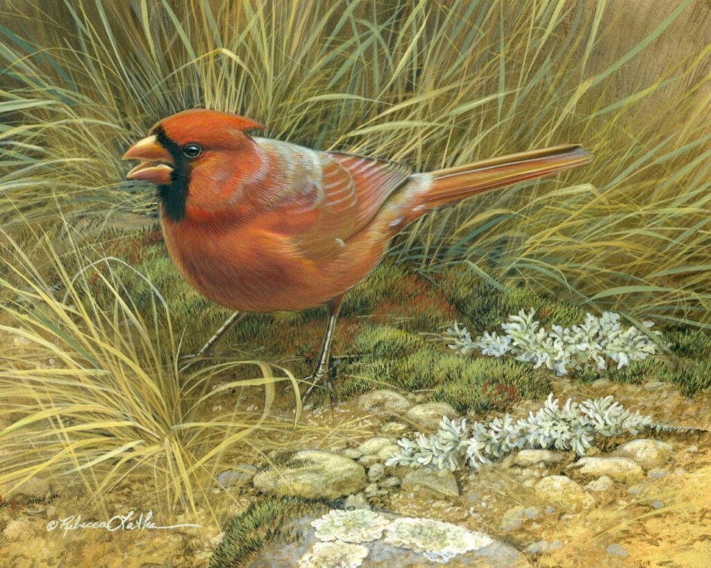 Scarlet Stillness – Northern Cardinal, 10"x8", Opaque and Transparent Watercolor on Museum Board, Rebecca Latham