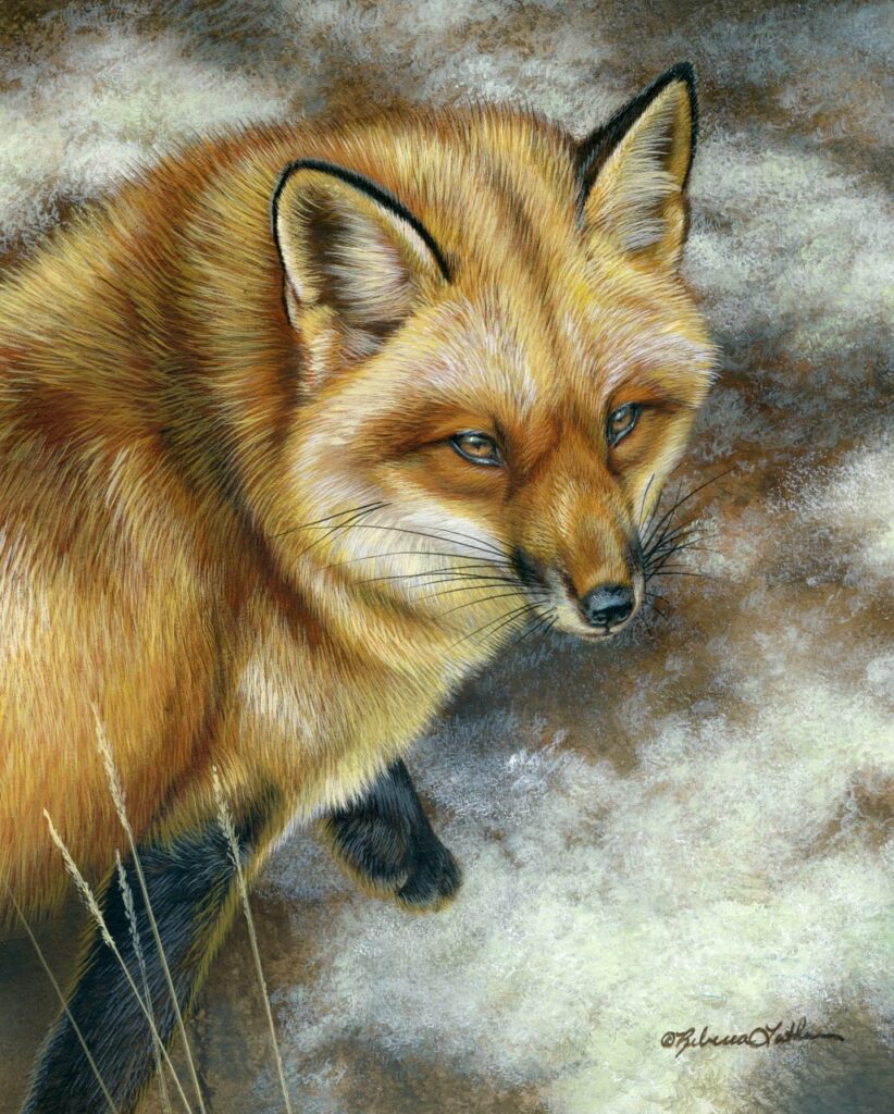 Stillness in Motion – Red Fox, 8"x10", Opaque and Transparent Watercolor on Museum Board, Rebecca Latham