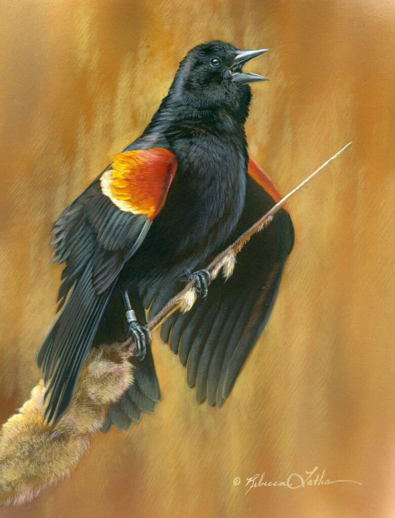Song of the Marsh – Red Winged Blackbird, 6"x8", Opaque and Transparent Watercolor on Museum Board, Rebecca Latham