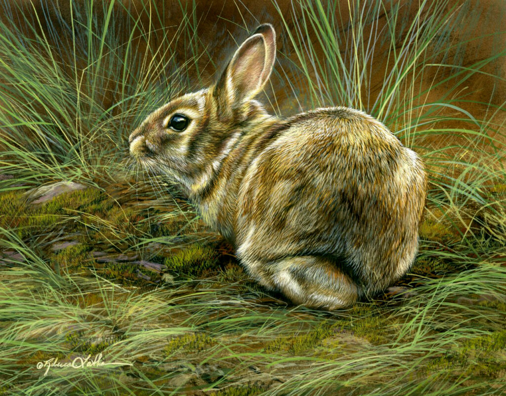 Turning Glance - Cottontail Rabbit, 8x10" , Opaque and Transparent Watercolor on Museum Board, Rebecca Latham