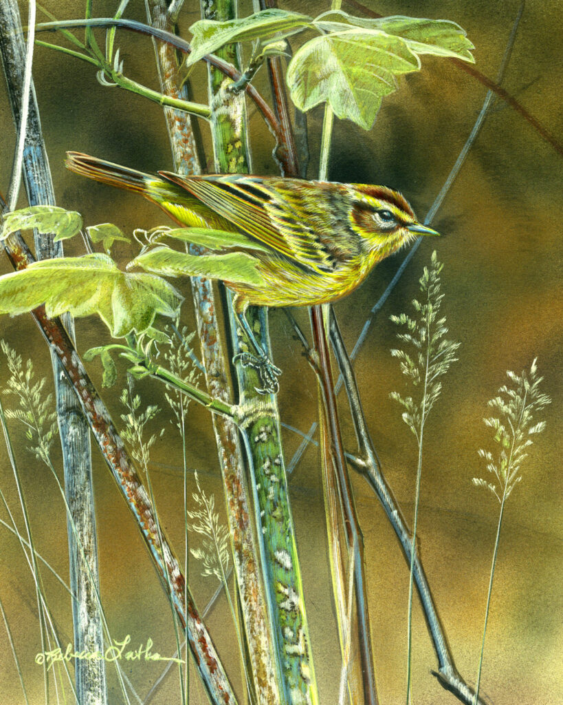 Sapling Song - Palm Warbler, 8x10", opaque & transparent watercolor on museum board, Rebecca Latham