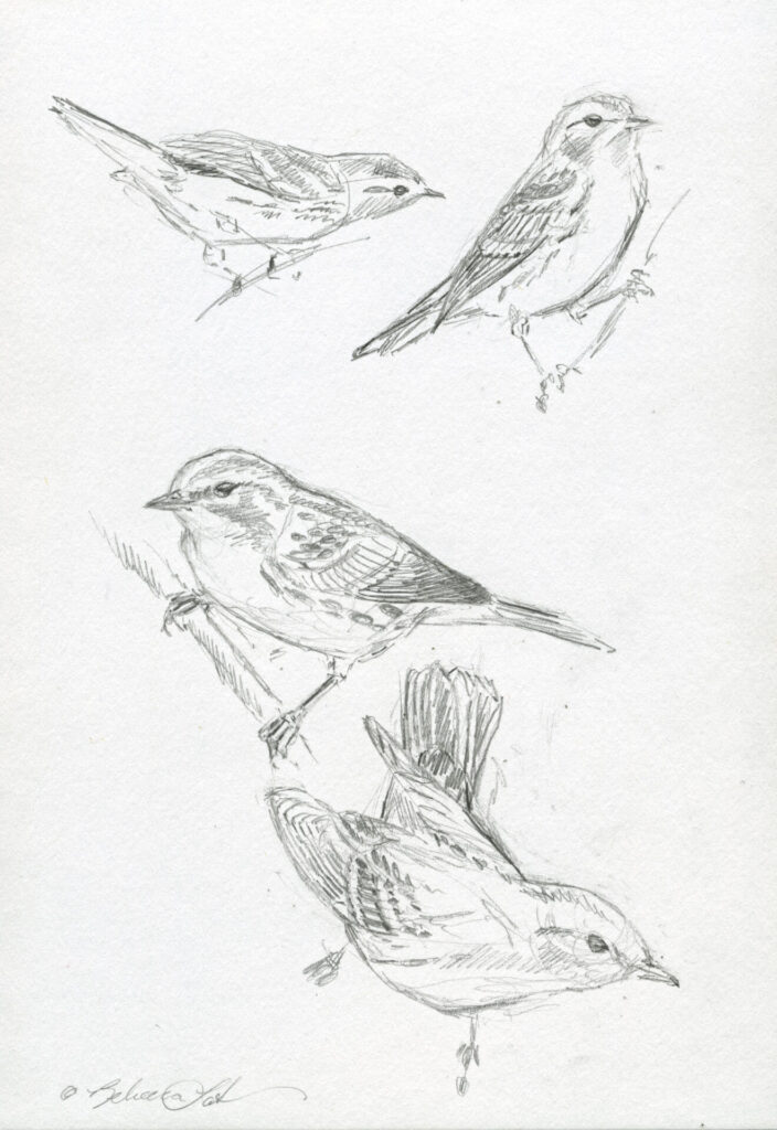 Black Throated Green Warblers Study - Graphite On Paper 8.5x5.5 - Rebecca Latham