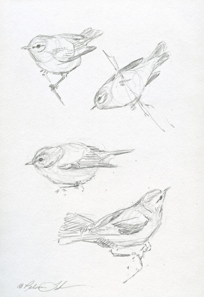 Tennessee Warblers Study - Graphite On Paper 8.5x5.5 - Rebecca Latham
