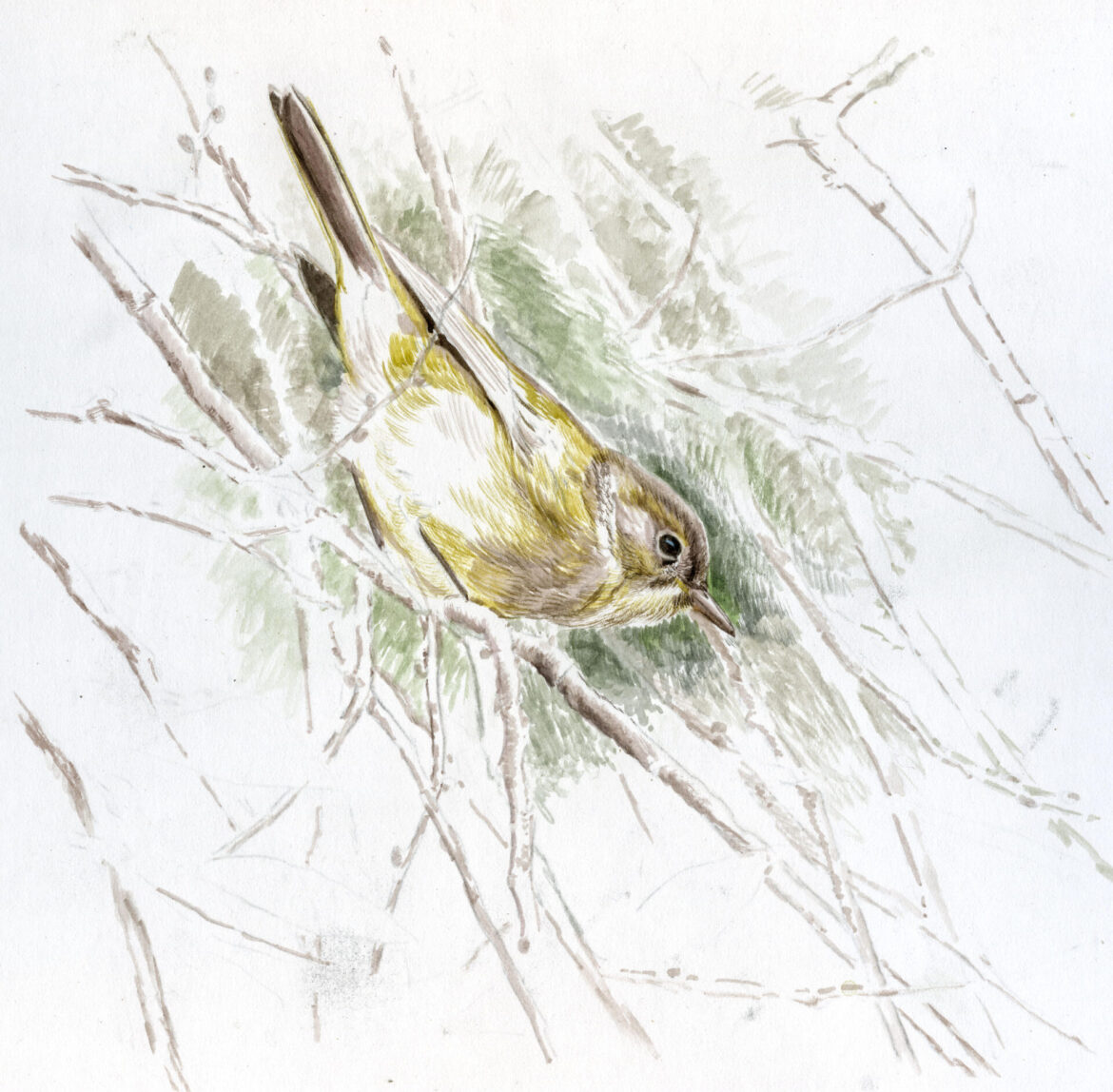 Nashville Warbler Study, 8x8", Watercolor Wash on Museum Board, Rebecca Latham