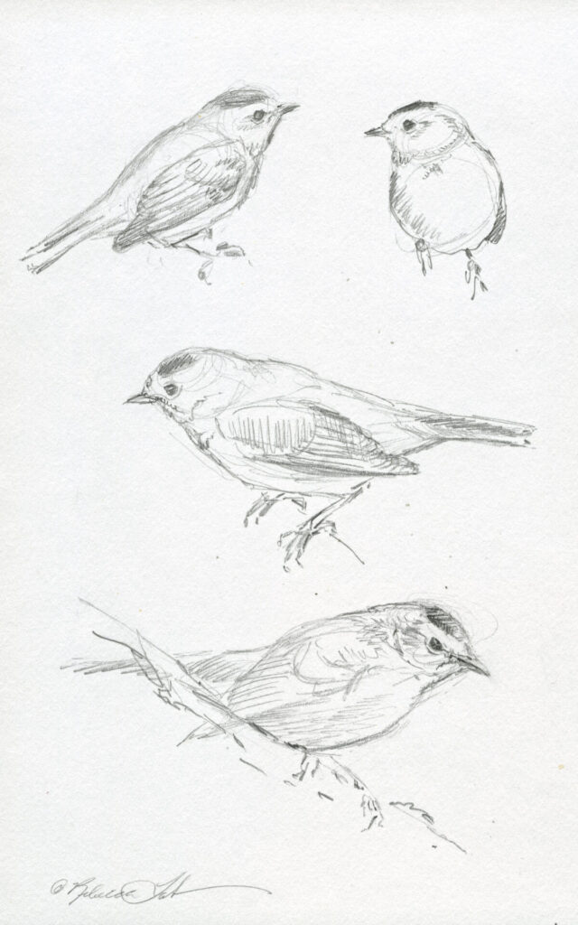 Wilsons Warblers Study - Graphite On Paper 8.5x5.5 - Rebecca Latham