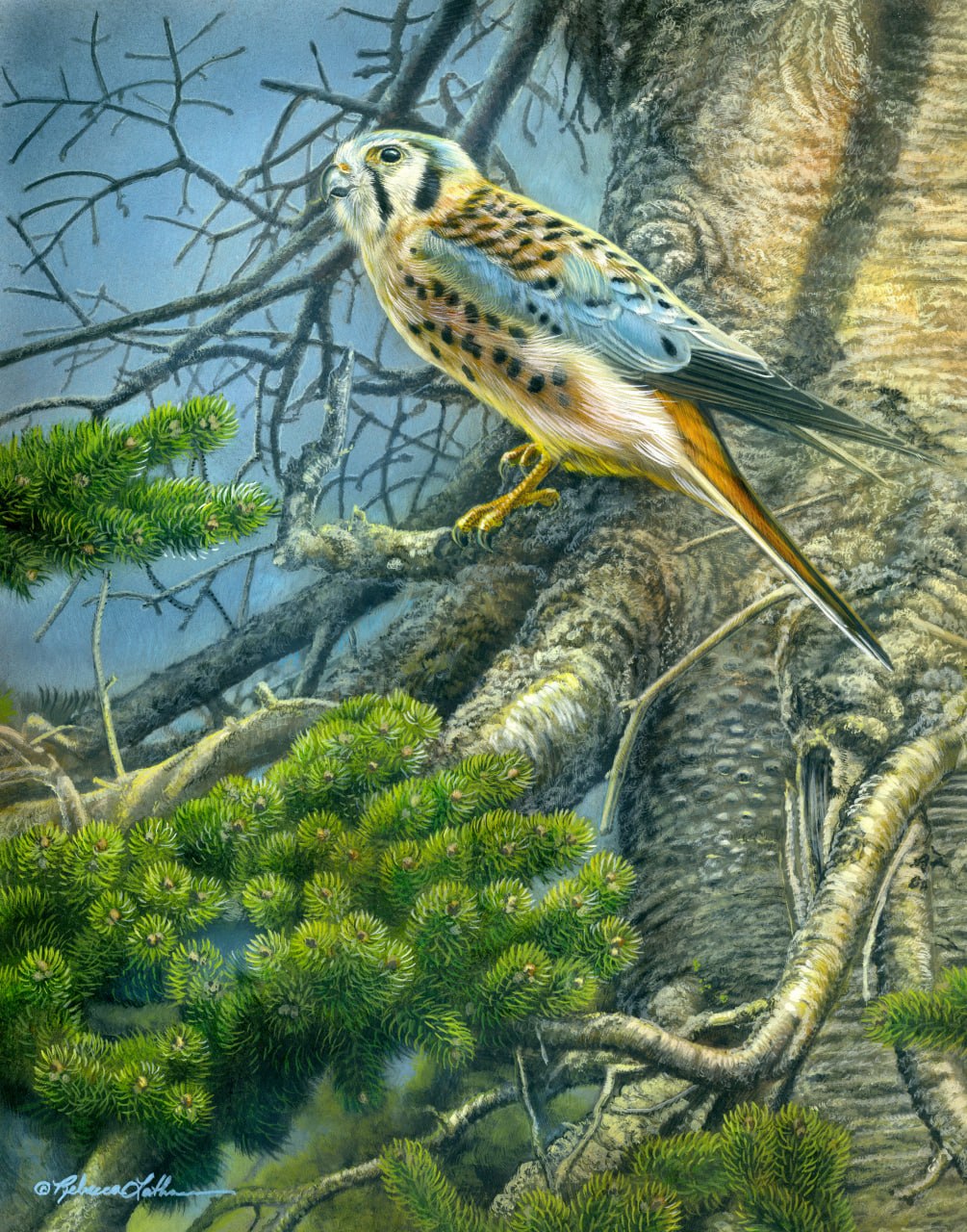 Spruce Summit - American Kestrel, 14x11", opaque & transparent watercolor on museum board, Rebecca Latham