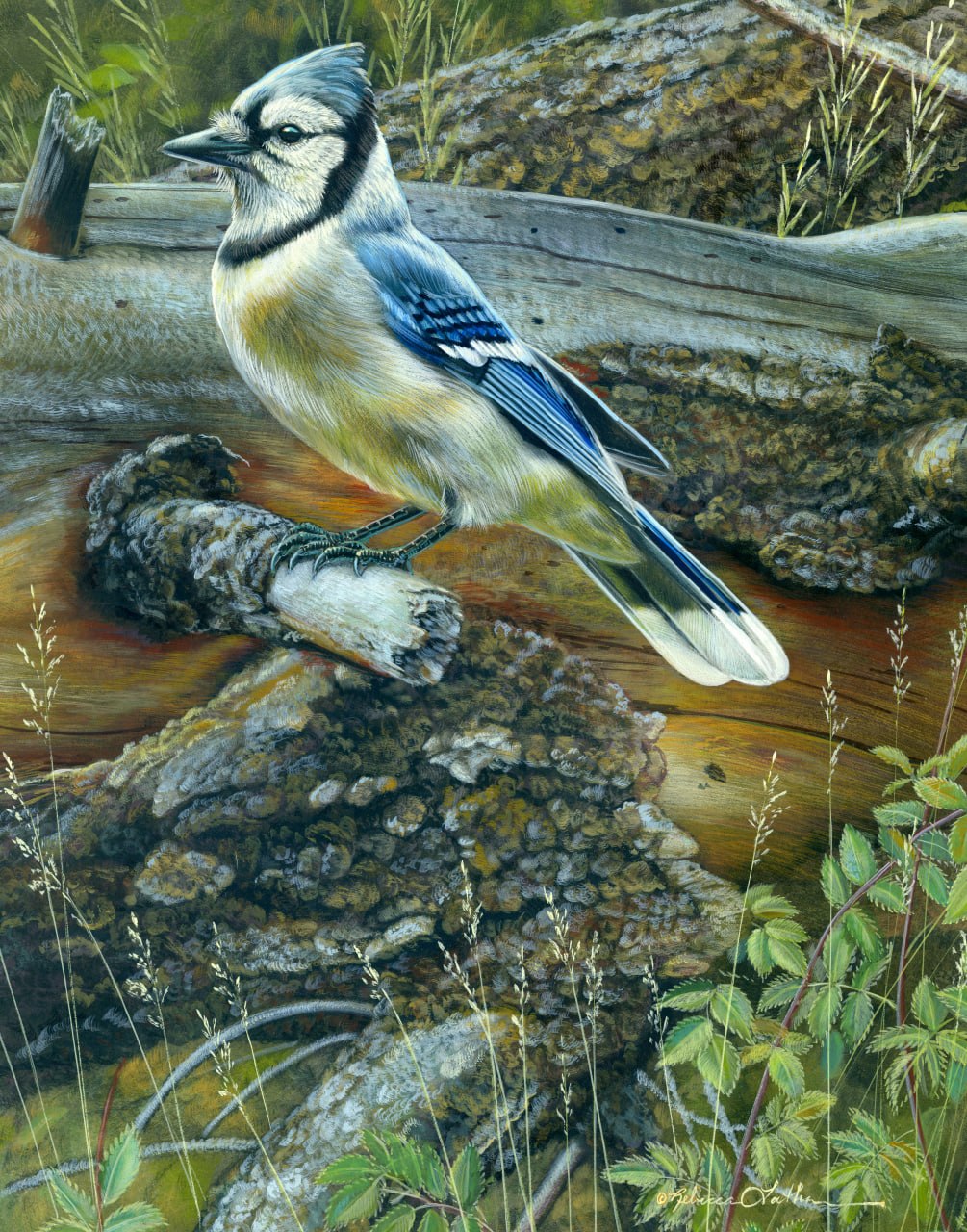 Weathered Perch - Blue Jay, 14x11", opaque & transparent watercolor on museum board, Rebecca Latham